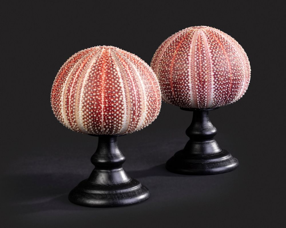 Objets de décoration - Objets de décoration et cabinet de curiosité - METAMORPHOSES