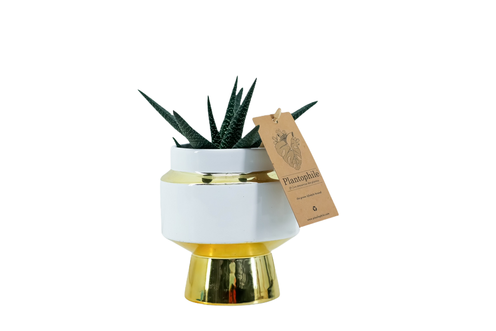 Cadeaux - Succulente en pot en céramique Le Chic - small - PLANTOPHILE