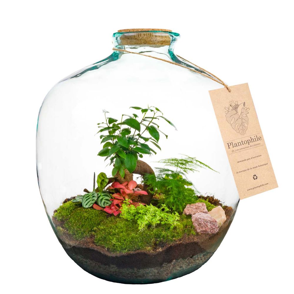 Objets design - Terrarium géant - PLANTOPHILE