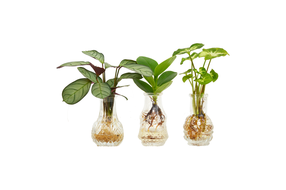 Objets de décoration - Boutures de plantes dans des jolies petites vases - set de 3 pieces - PLANTOPHILE
