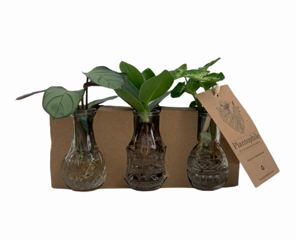 Objets de décoration - Boutures de plantes dans des jolies petites vases - set de 3 pieces - PLANTOPHILE