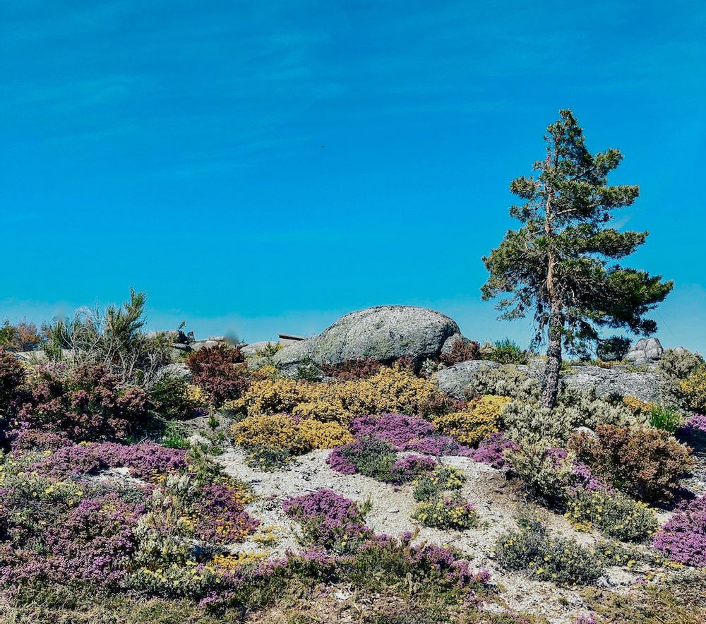 Objets design - COUSSIN SERRA DA ESTRELA 50 X 50 CM 100 % LAINE BIOLOGIQUE - SCHOOLOFLIFEPROJECTS