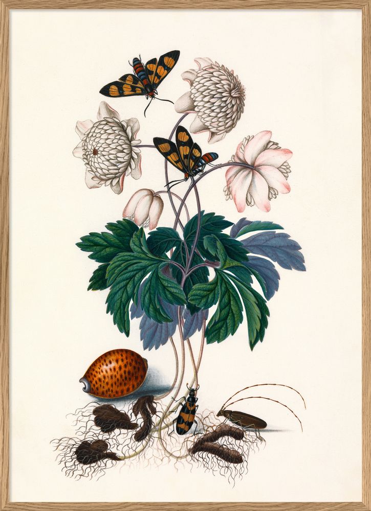 Poster - Poster Natural history Collection - THE DYBDAHL CO.