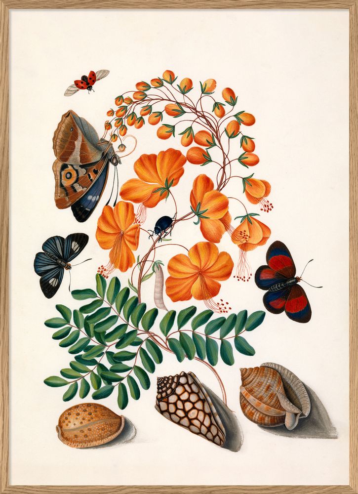 Poster - Poster Natural history Collection - THE DYBDAHL CO.