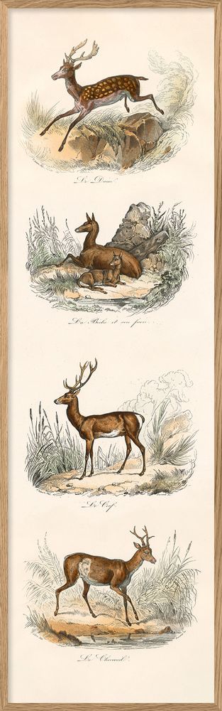 Poster - Poster Encyclopedian Nature - THE DYBDAHL CO.