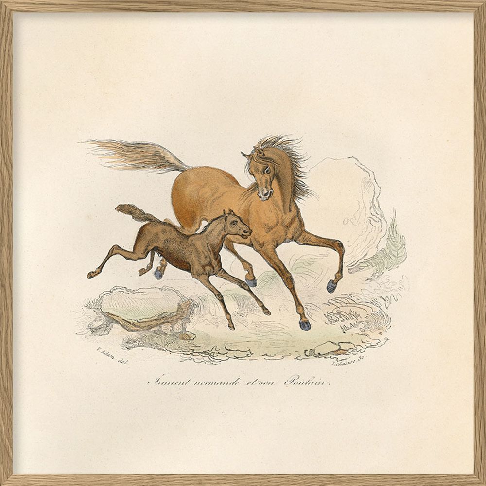 Poster - Poster Encyclopedian Nature - THE DYBDAHL CO.