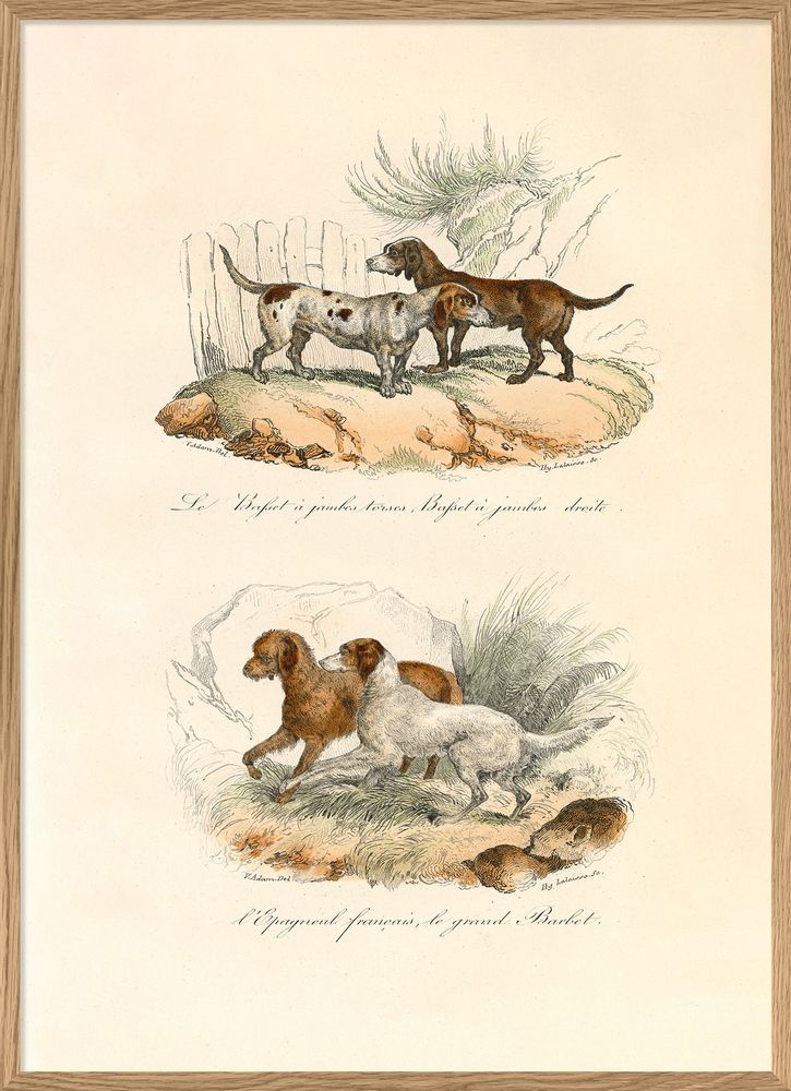 Poster - Poster Encyclopedian Nature - THE DYBDAHL CO.