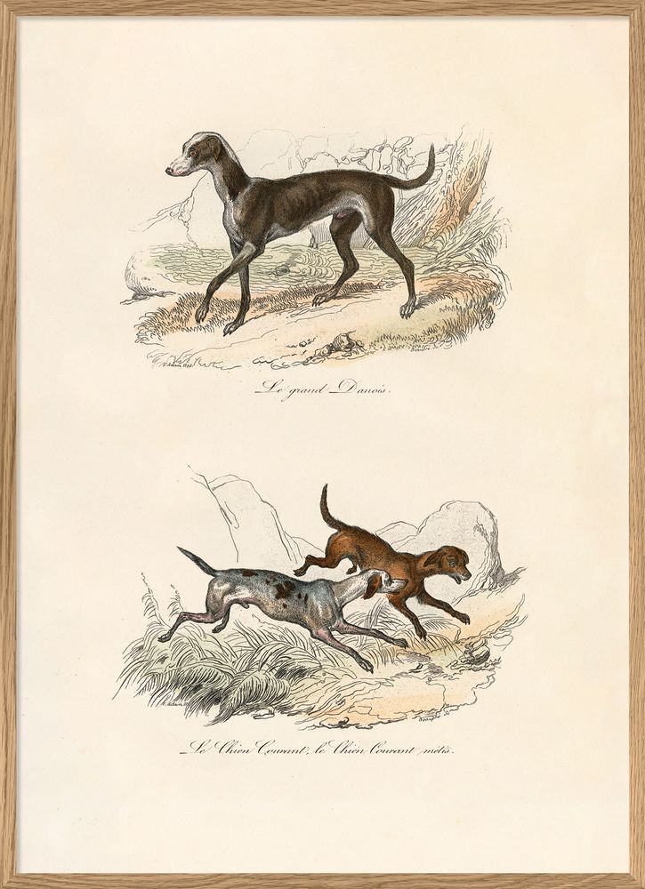 Poster - Poster Encyclopedian Nature - THE DYBDAHL CO.