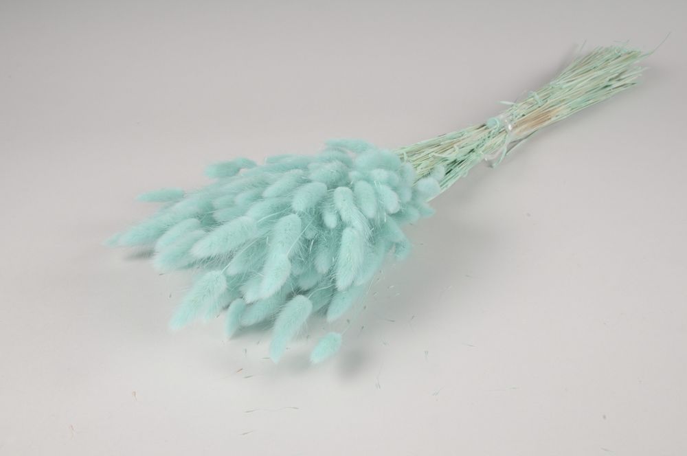 Floral decoration - Dried lagurus water green - LE COMPTOIR.COM