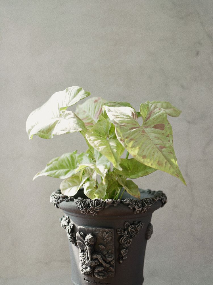 Pottery - Agave Venus, flower pot, handmade terracotta. - ATRIUM DESIGN STUDIO