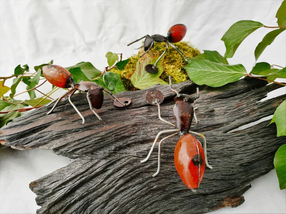 Other wall decoration - WALL INSECTS COLLECTION - TERRE SAUVAGE