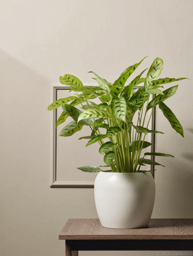 Vases - Collection BRUNA - ASA SELECTION