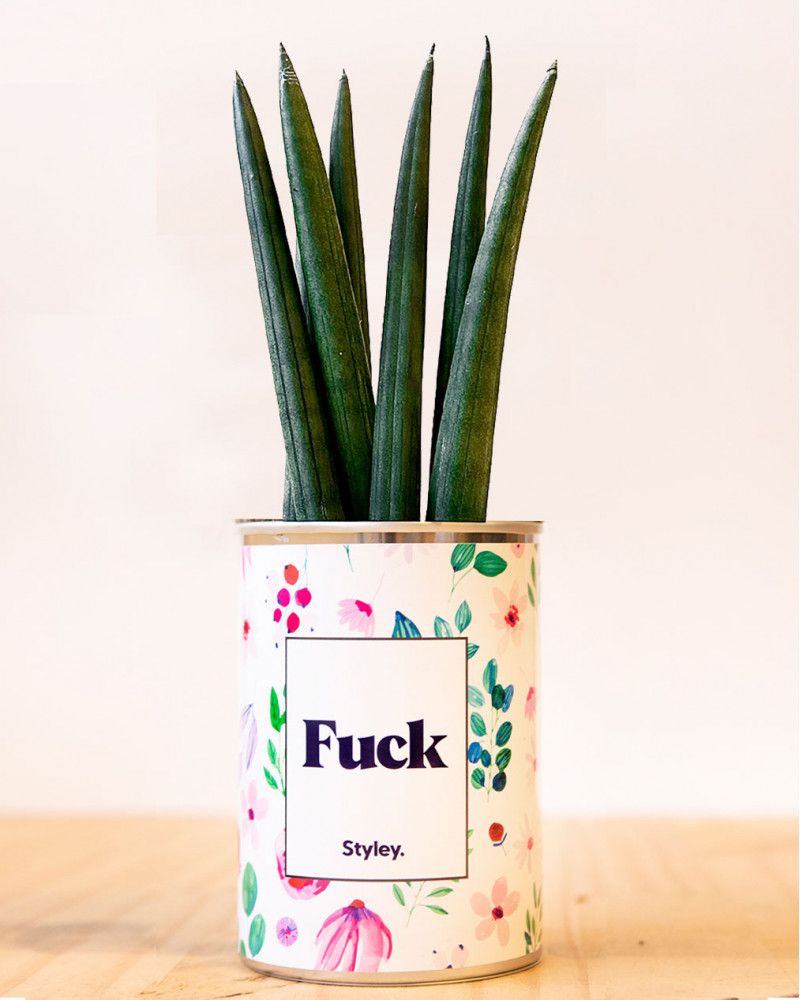 Cadeaux - Fuck - Cactus - STYLEY