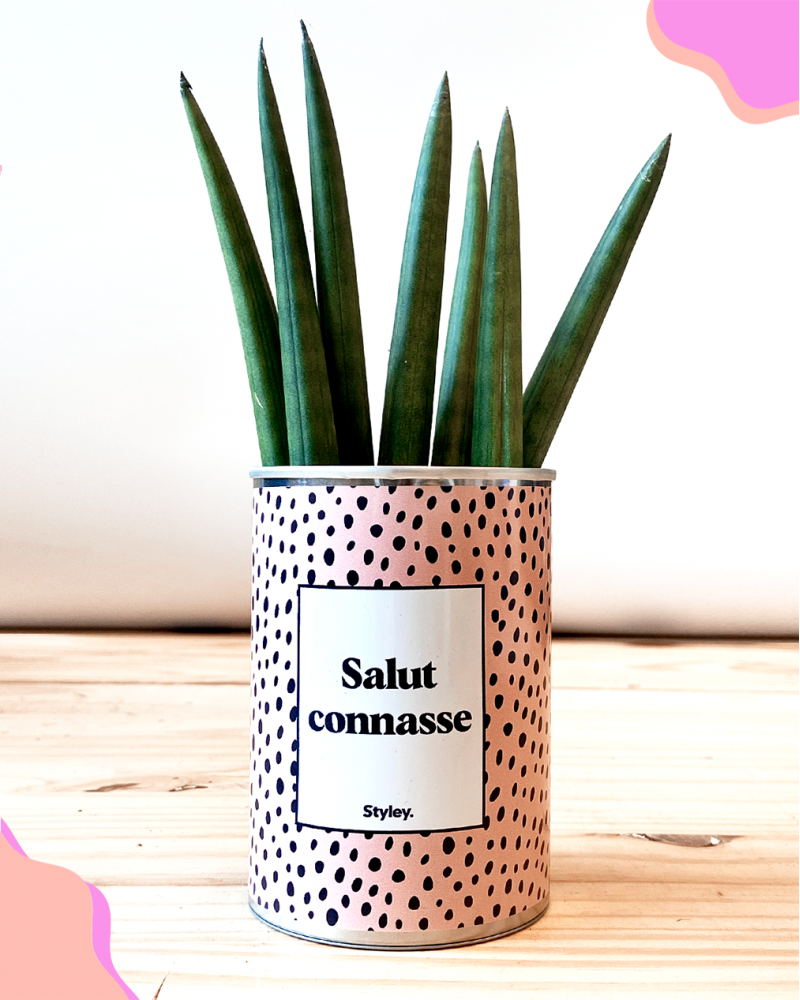 Cadeaux - Salut Connasse - Cactus - STYLEY