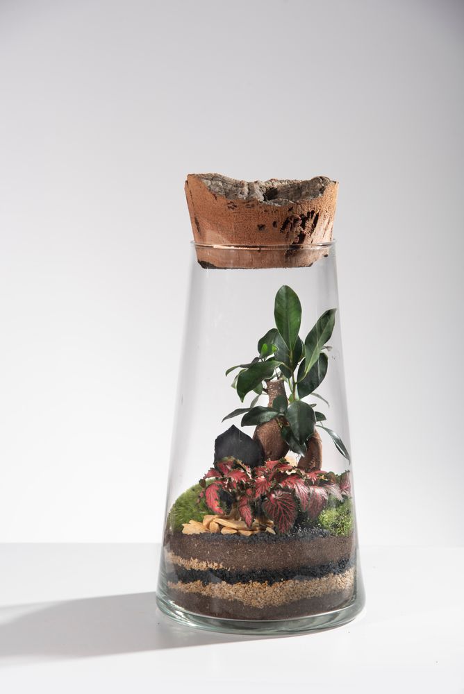 Decorative objects - FlorHouse - Terrarium - FLOR MAISON