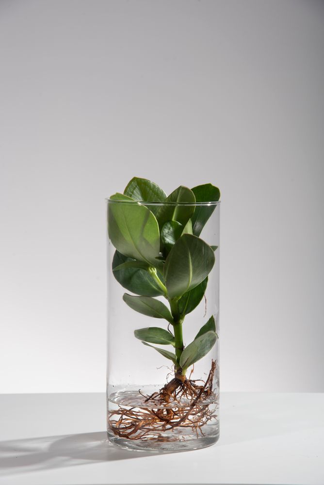 Design objects - FLORMAISON - HYDROPONIC PLANTS - FLOR MAISON