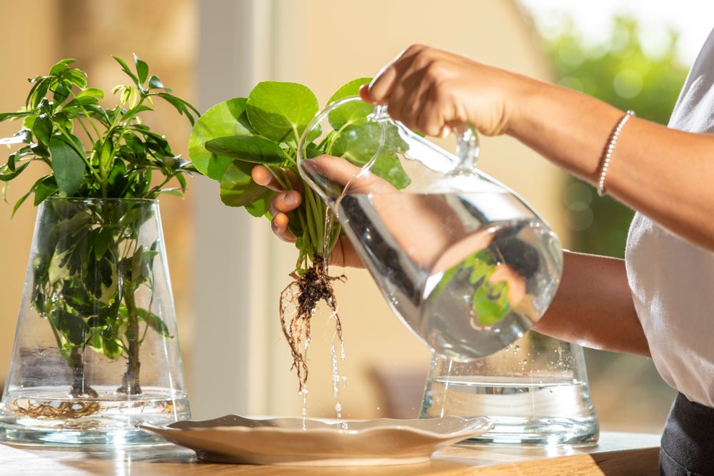 Design objects - FLORMAISON - HYDROPONIC PLANTS - FLOR MAISON