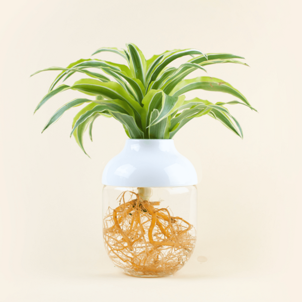 Floral decoration - The Tot' Bart - L'ATELIER DES CREATEURS
