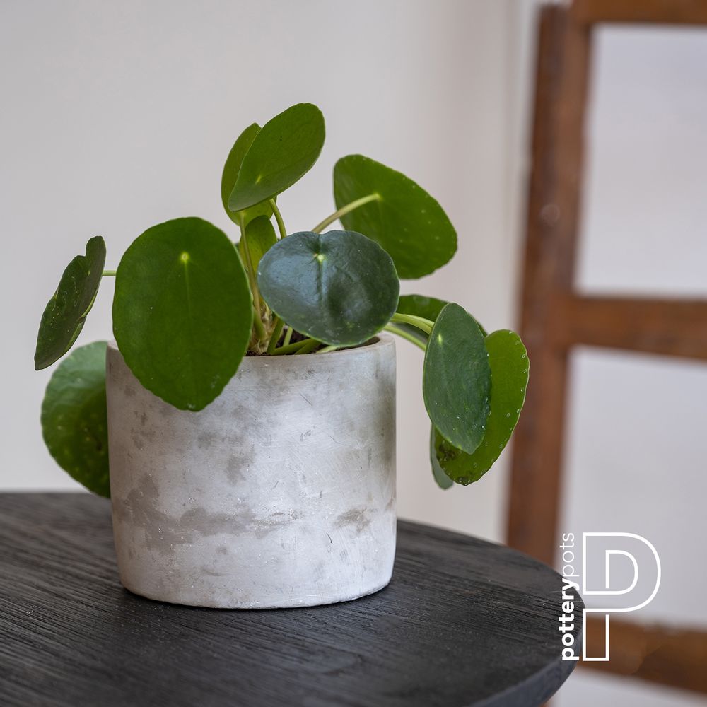 Bowls - Concrete collection - POTTERY POTS