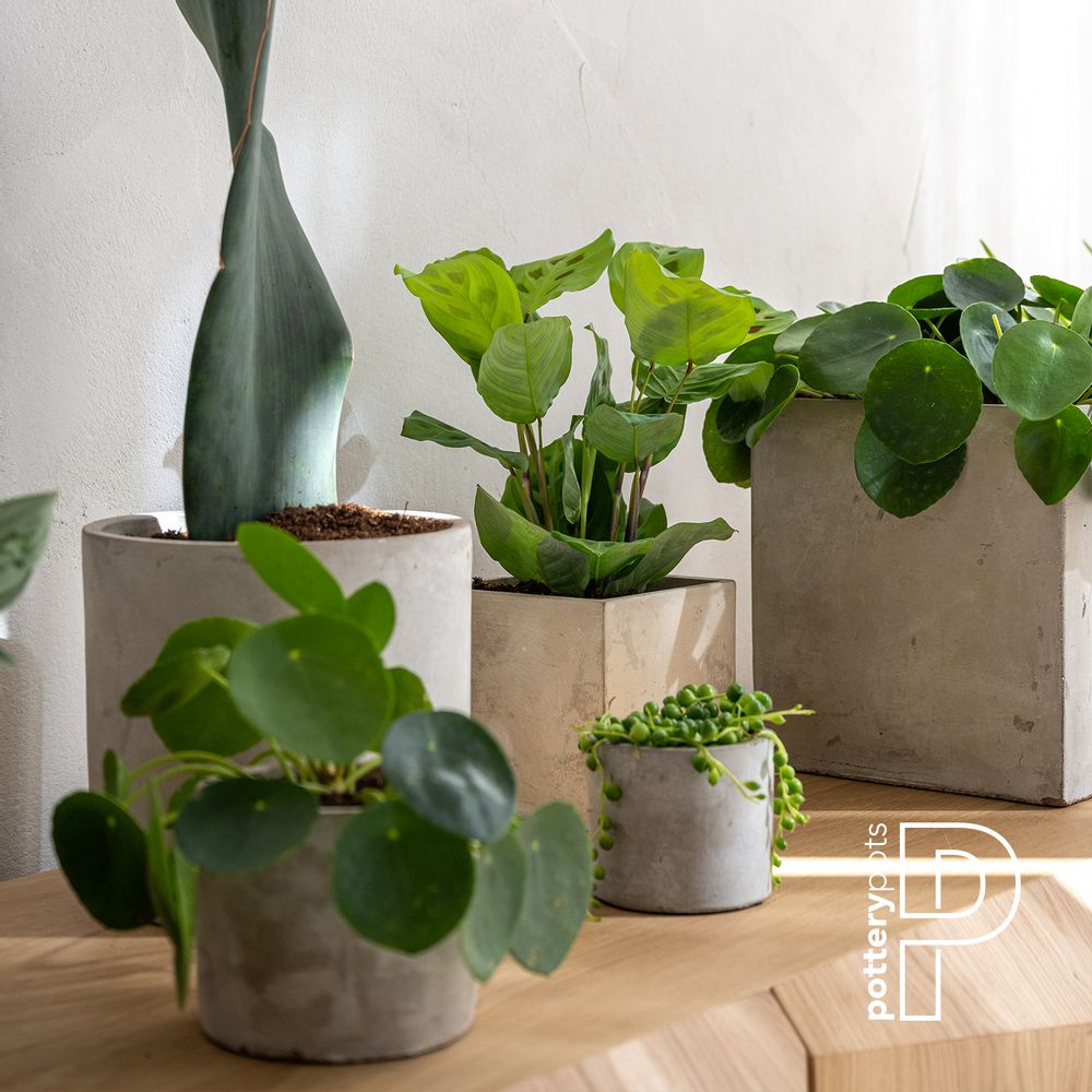 Bowls - Concrete collection - POTTERY POTS