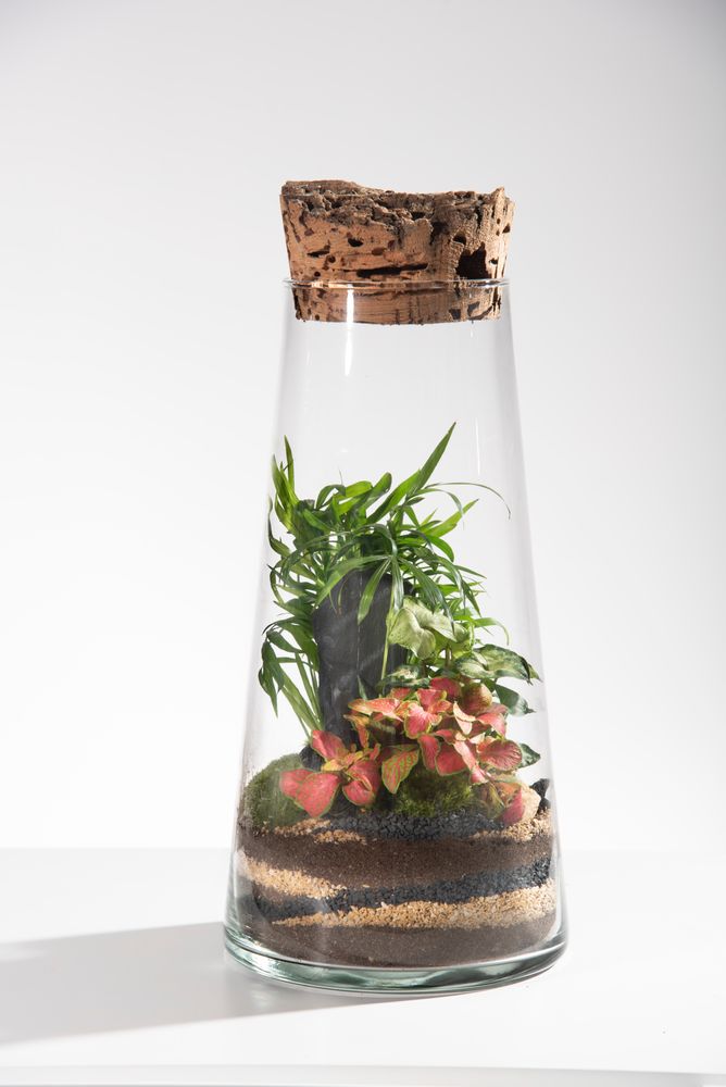 Decorative objects - FlorHouse - Terrarium - FLOR MAISON