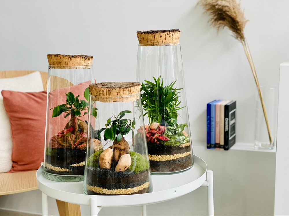 Decorative objects - FlorHouse - Terrarium - FLOR MAISON