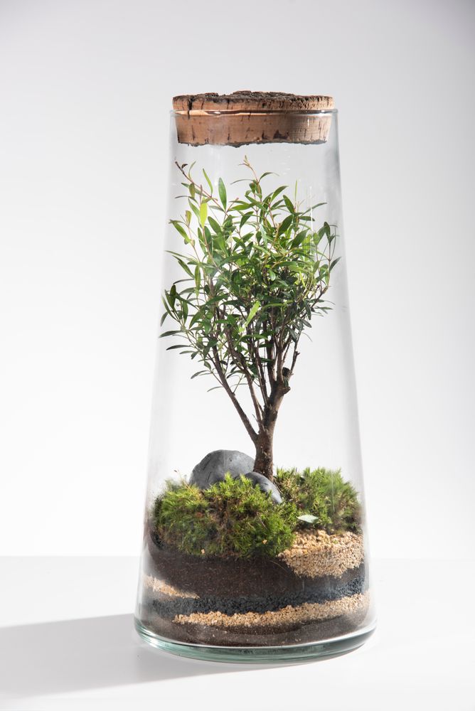 Decorative objects - FlorHouse - Terrarium - FLOR MAISON