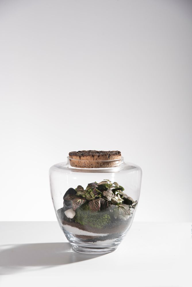 Decorative objects - FlorHouse - Terrarium - FLOR MAISON