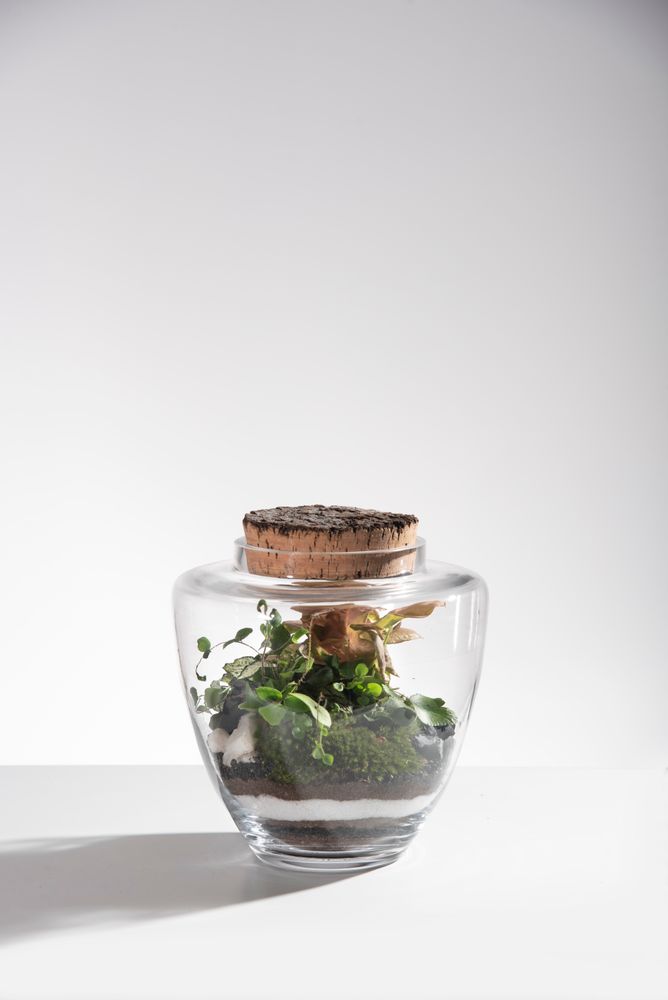 Objets de décoration - FlorMaison - Terrarium - FLOR MAISON