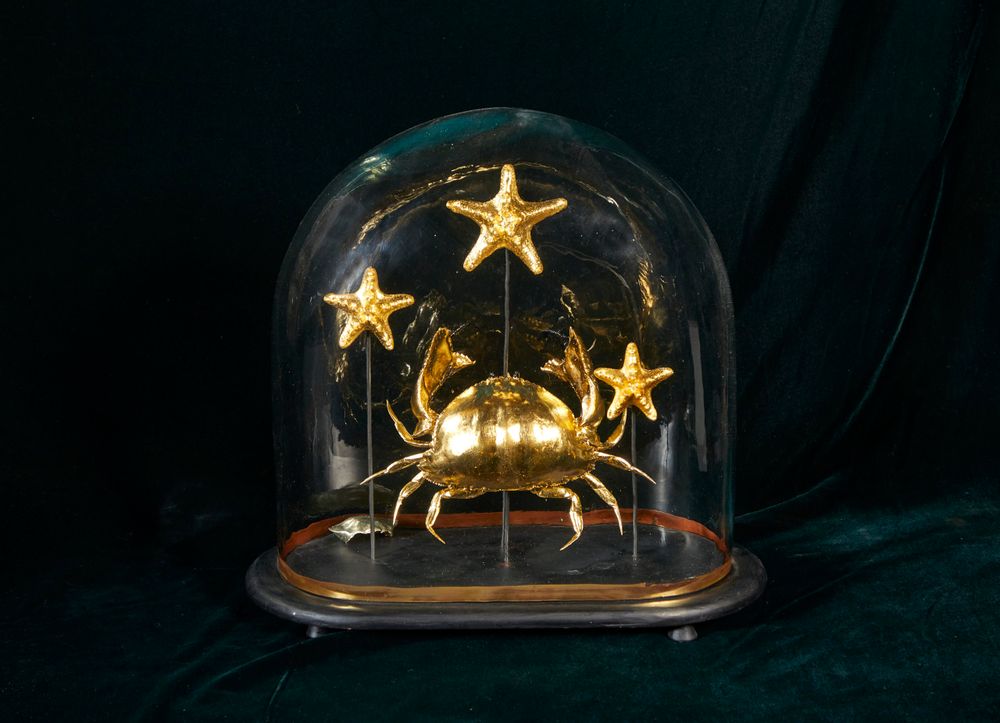 Sculptures, statuettes and miniatures - Calappa, natural golden crab, 3 rhinoceros starfish. - ATELIER AVENET