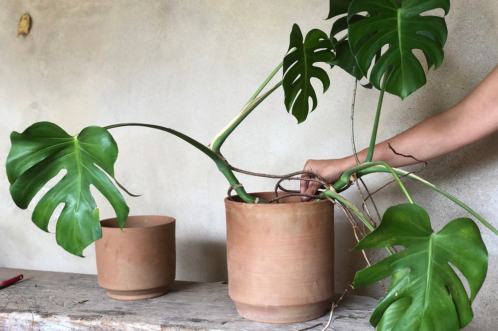 Poterie - Pots en terre cuite, différentes tailles et modèles disponibles - NAMAN-PROJECT