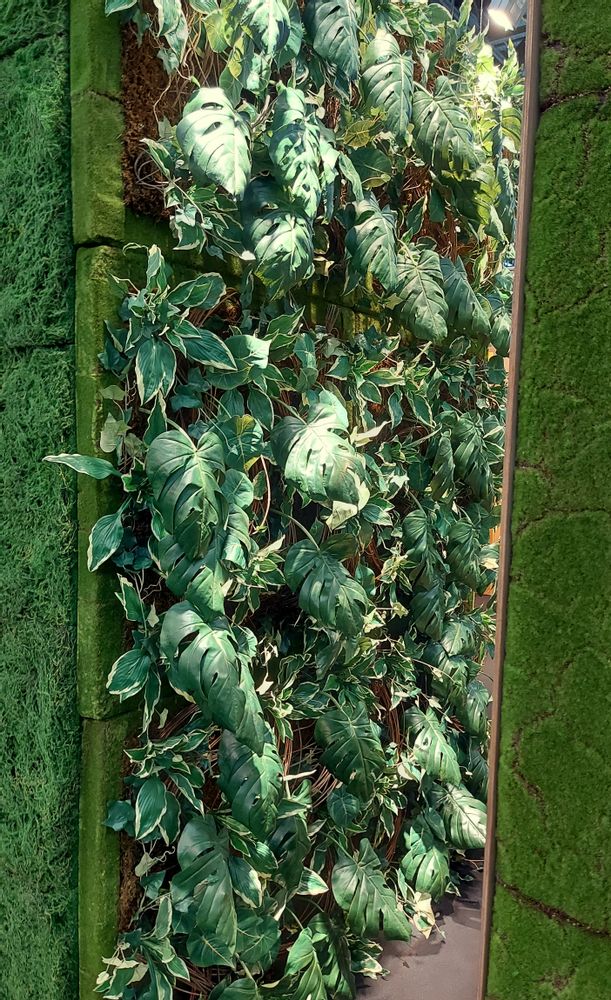 Other wall decoration - Artificial Green Walls - VRANCKX - NATURE INSPIRED