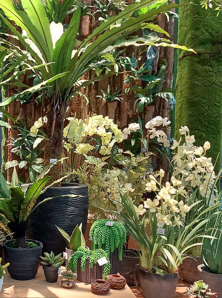 Floral decoration - Green plants & trees - VRANCKX
