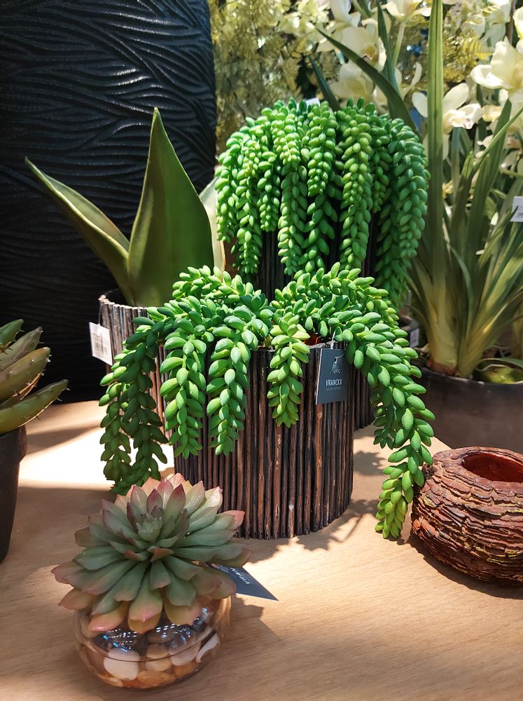Floral decoration - Green plants & trees - VRANCKX