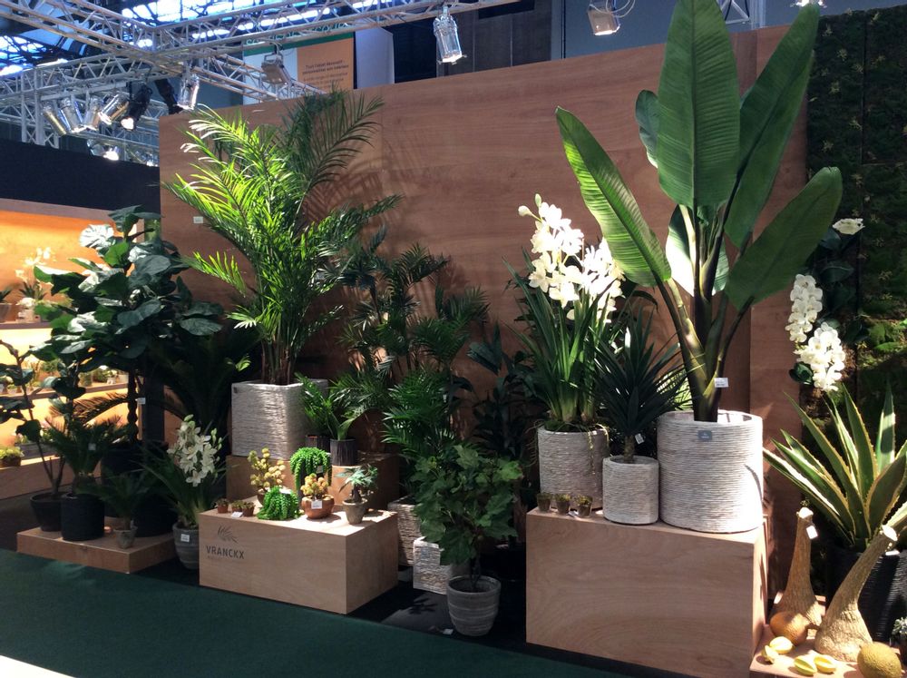 Floral decoration - Green plants & trees - VRANCKX