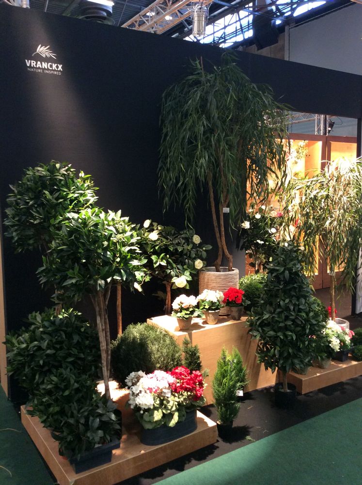 Floral decoration - Green plants & trees - VRANCKX