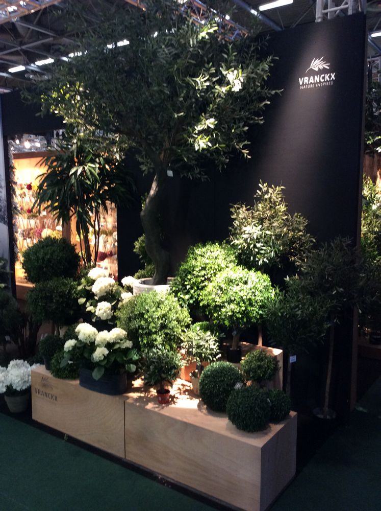 Floral decoration - Green plants & trees - VRANCKX