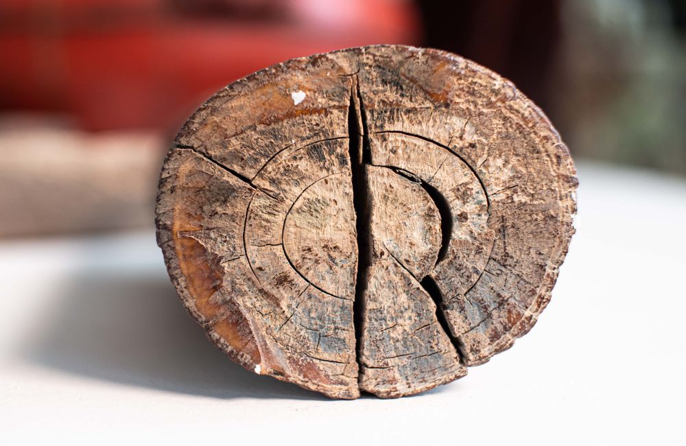 Decorative objects - Fossilized mammoth ivory, raw material - TRESORIENT