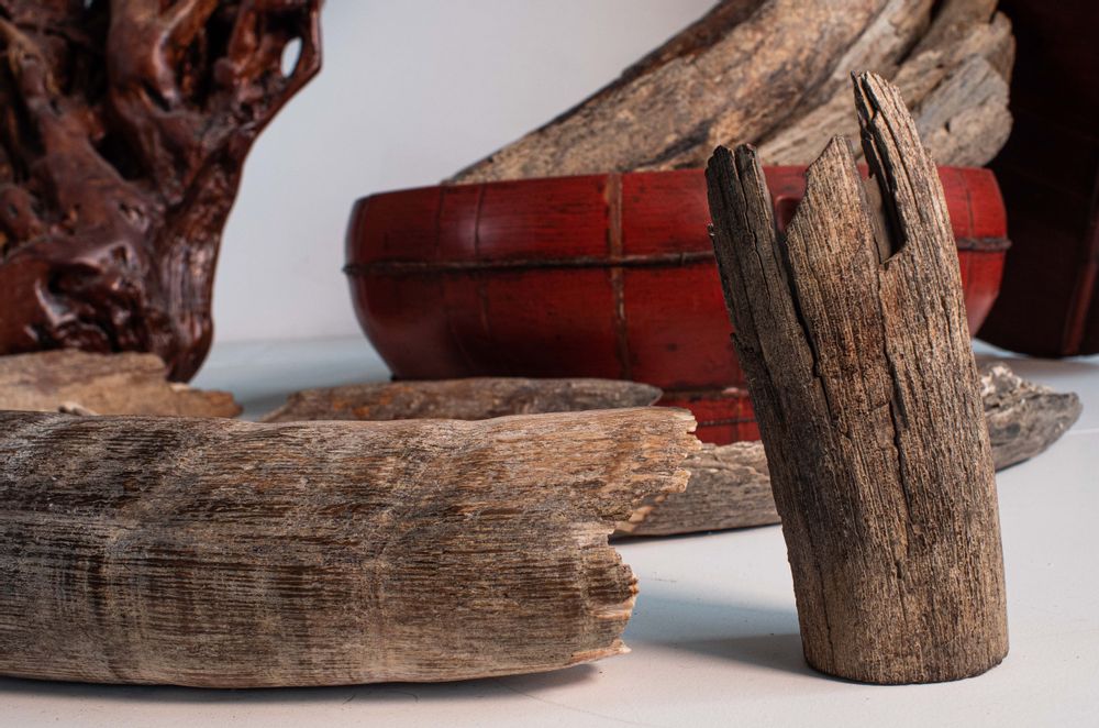 Decorative objects - Fossilized mammoth ivory, raw material - TRESORIENT