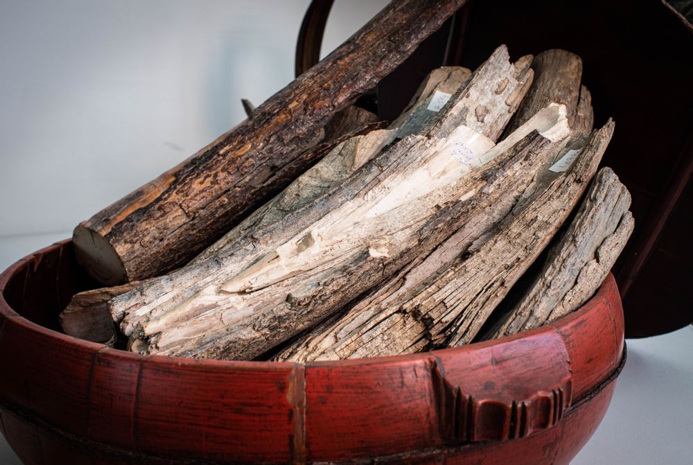 Decorative objects - Fossilized mammoth ivory, raw material - TRESORIENT