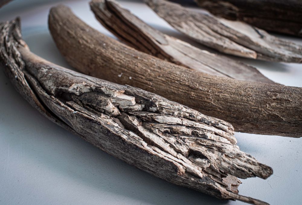 Decorative objects - Fossilized mammoth ivory, raw material - TRESORIENT