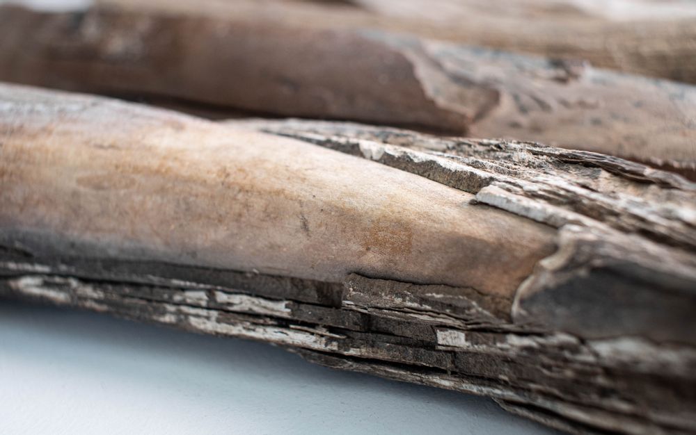 Decorative objects - Fossilized mammoth ivory, raw material - TRESORIENT