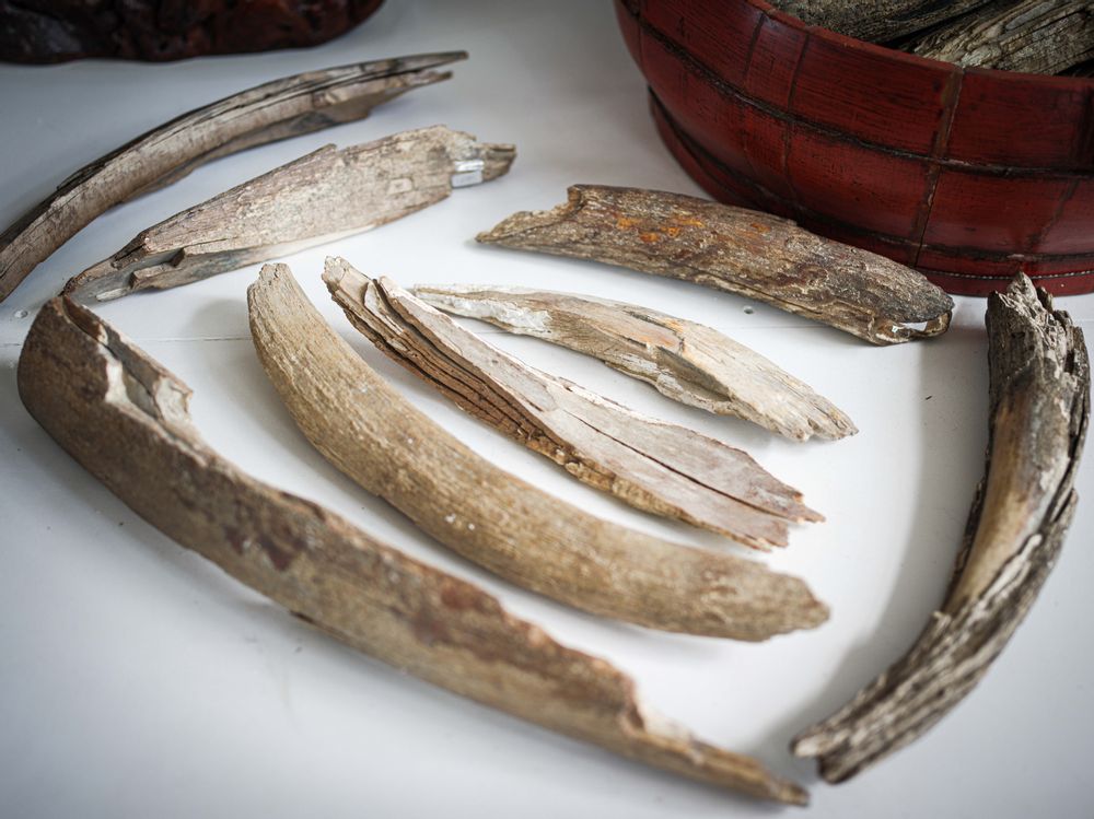 Decorative objects - Fossilized mammoth ivory, raw material - TRESORIENT
