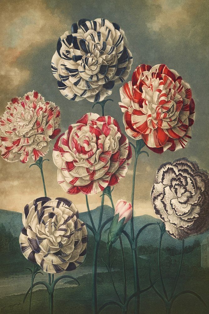 Poster - BOTANICAL Collection - BLUE SHAKER