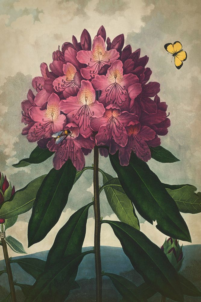 Poster - BOTANICAL Collection - BLUE SHAKER