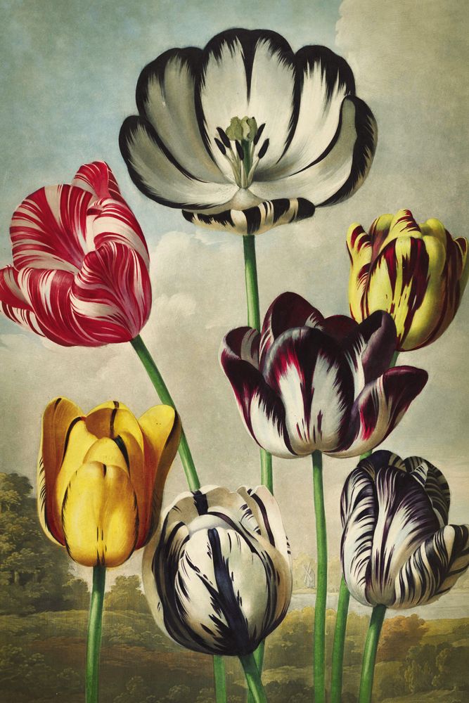 Poster - BOTANICAL Collection - BLUE SHAKER