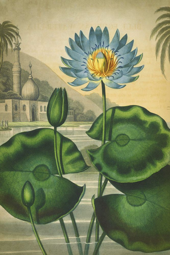 Poster - BOTANICAL Collection - BLUE SHAKER