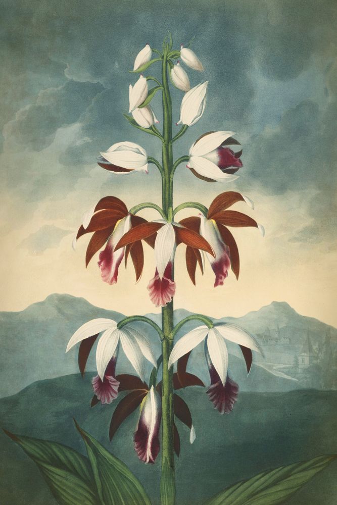 Poster - BOTANICAL Collection - BLUE SHAKER