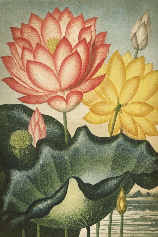 Poster - BOTANICAL Collection - BLUE SHAKER