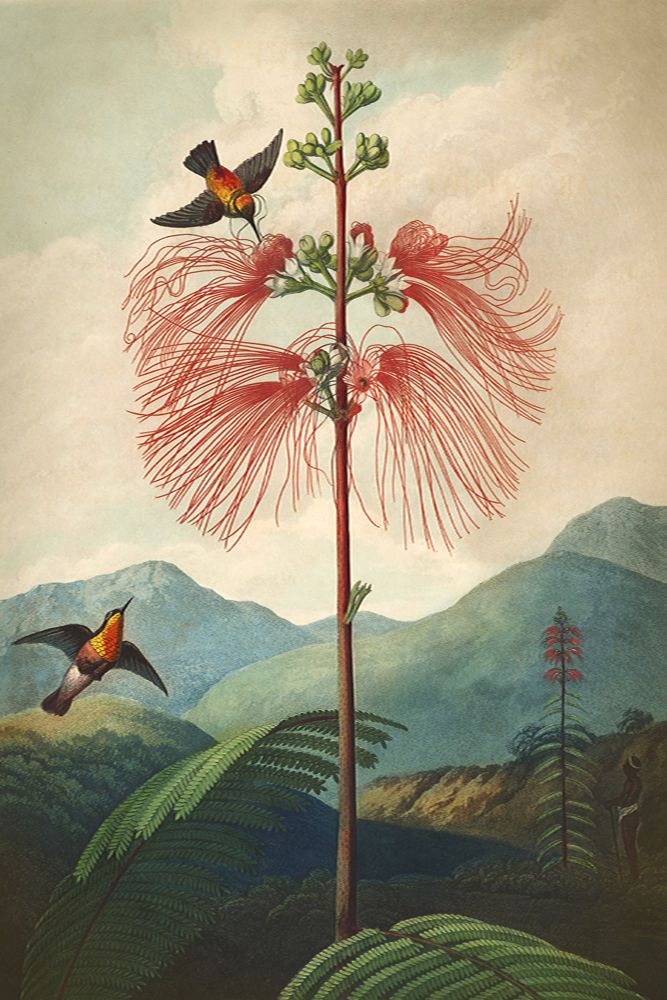 Poster - BOTANICAL Collection - BLUE SHAKER
